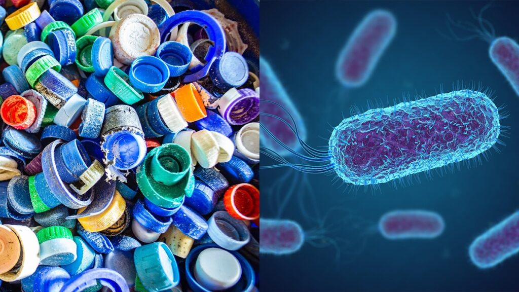 87618 01 newly discovered plastic eating bacteria could save the water source full