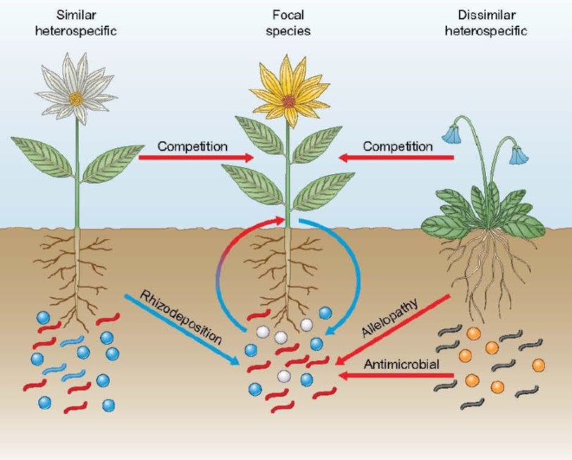 plantsoilfeedback