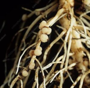 rhizobium images